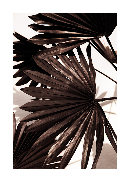  – Photograph of a group of pleated palm leaves in black against a light background
