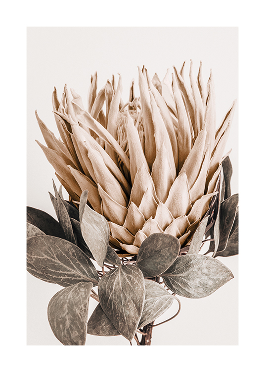  – Photograph of a protea with beige petals and grey-green leaves, against a lighter background