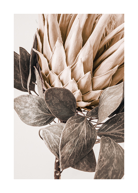  – Photograph with close up of a beige protea with leaves in grey-green, against a light background
