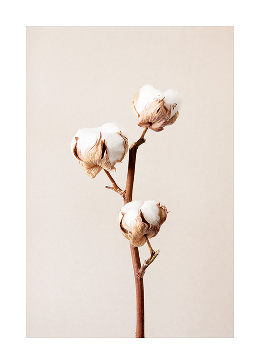  – Photograph of three white cotton flowers on a branch against a background in beige