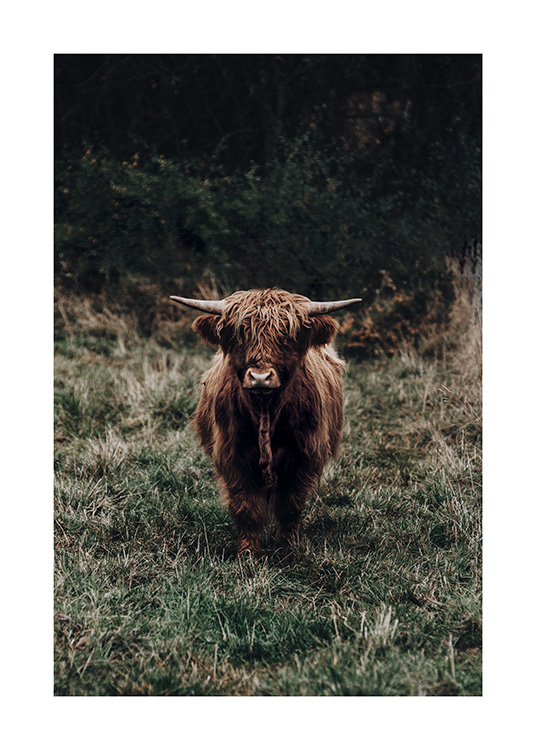  – Photograph of a highland cow with brown fur, standing in a meadow with green grass