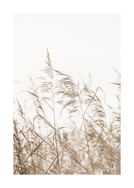 – A photograph of dried, beige grass in a field against a light background