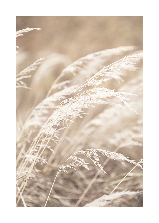 – A photograph of dried light grass in a beige grass field