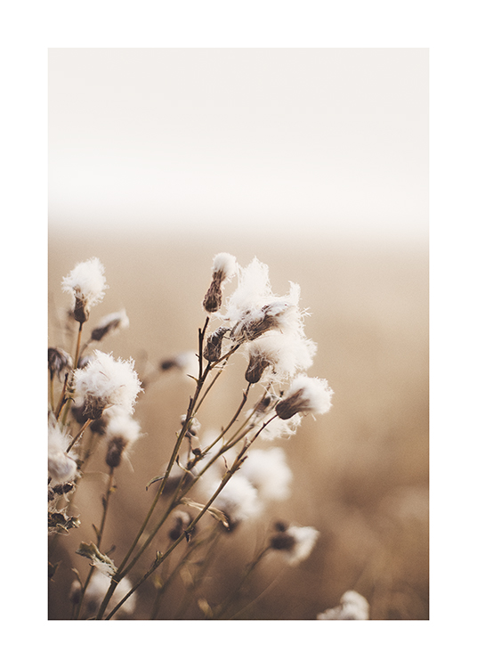 – A photograph of a bundle of fluffy, white flowers against a beige blurry background