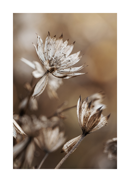 – A close up photograph of dried, brown flowers against a blurry brown background