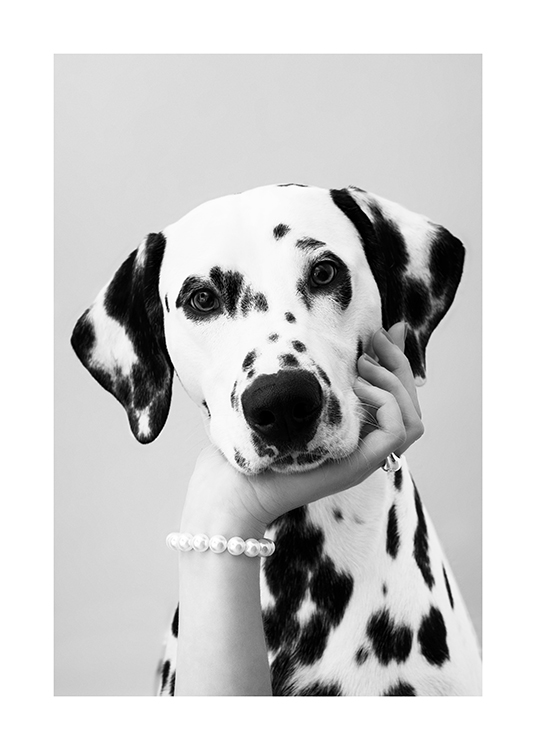 – Black and white photograph of dalmatian and a hand underneath its chin