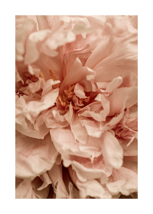 – Close up photograph of a pink flower