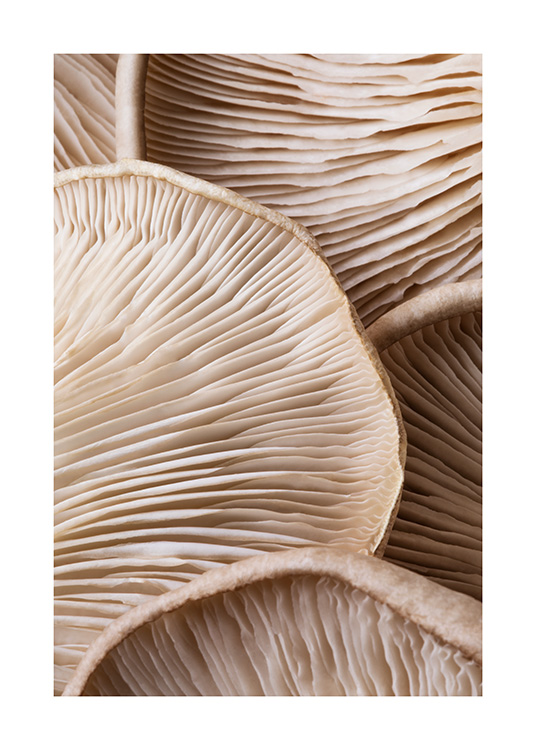 – A close-up of a bunch of brown mushrooms from below