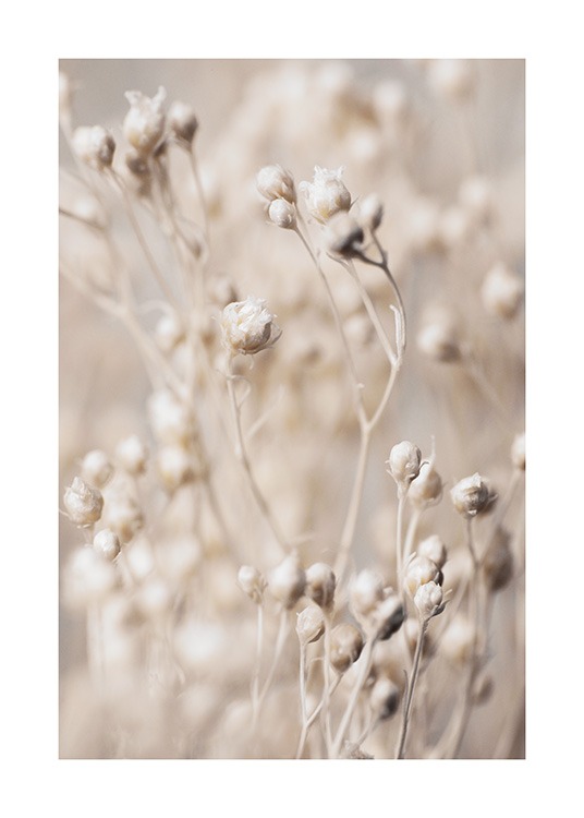 – A poster with little buds flowers in nature. The print has a relaxed beige colour.