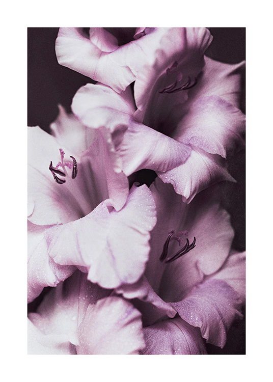 – A lovely photograph of four flowers in lilac