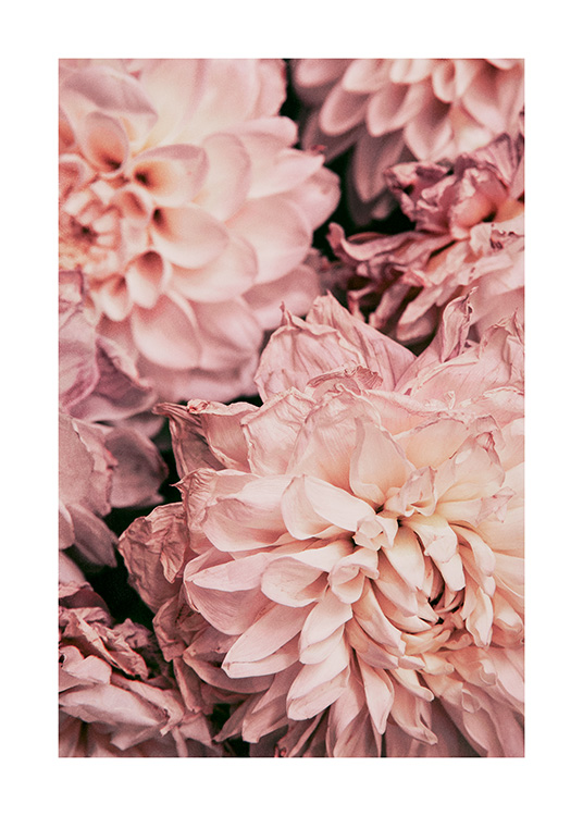 – A romantic photograph of pink dahlias - perfect for the bedroom or living room