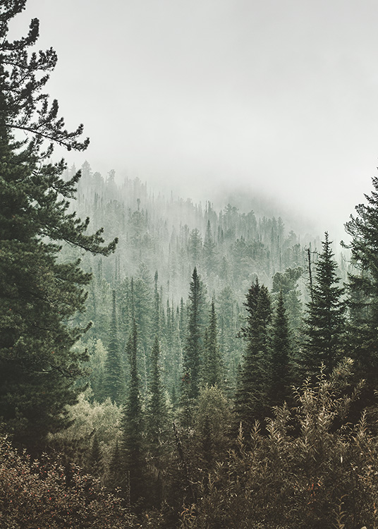 – A print of the forest deep in the woods. On the top of the trees you can spot the fog