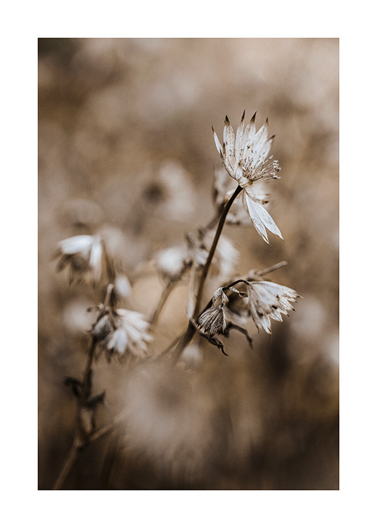 – A poster of dried flowers in Bokeh in a calm brown/beige colour