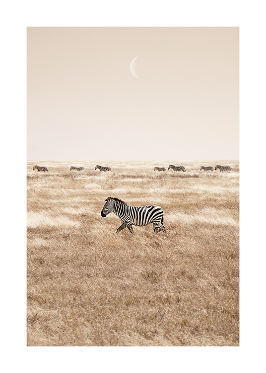 – Print of zebras on the savannah