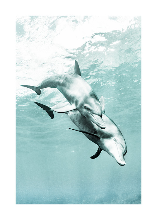 – Dolphins swimming in the water