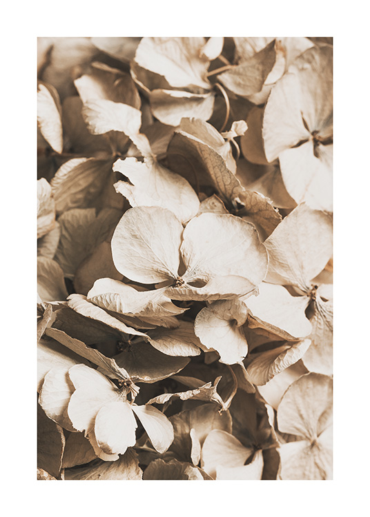 – Art print of dried hydrangea in a calm beige colour