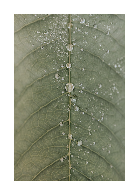  – A leaf with dew drops