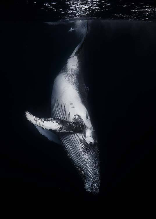 Whale 1 Poster / Photography at Desenio AB (2082)