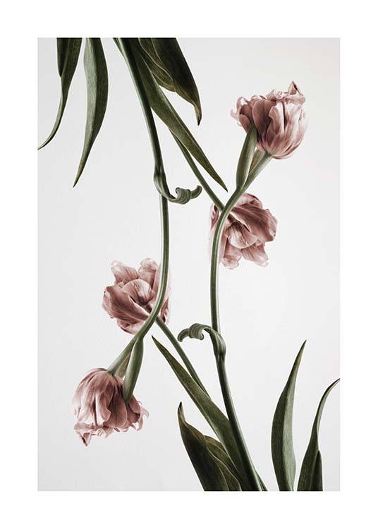 Pink Tulipe No2 Poster / Photography at Desenio AB (2120)