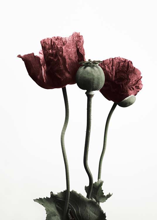 Red Poppy Flower Poster