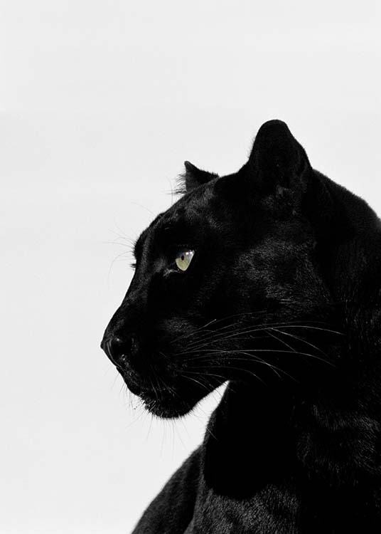 Black Panther Poster / Photography at Desenio AB (2273)
