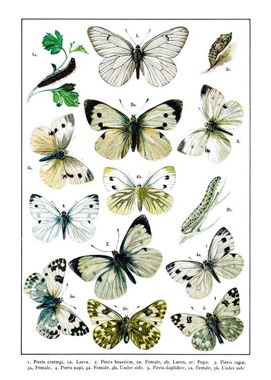 White Garden Butterflies Poster / Vintage at Desenio AB (2282)
