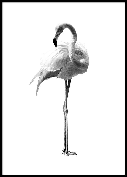 Onwijs Flamingo Black And White Poster XO-05