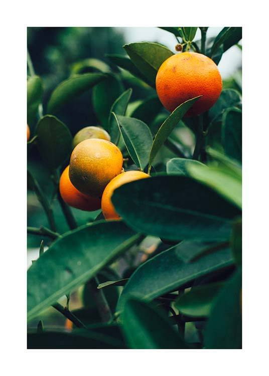 Orange Tree Two Poster