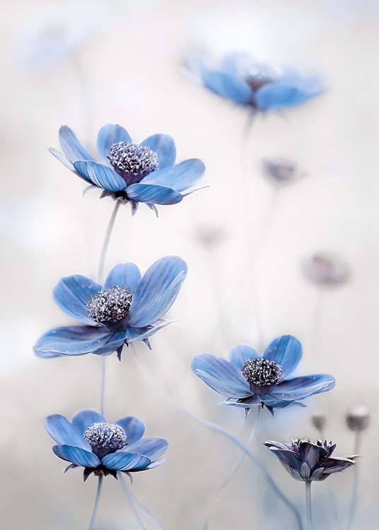 Cosmos Blue Poster / Photography at Desenio AB (2536)