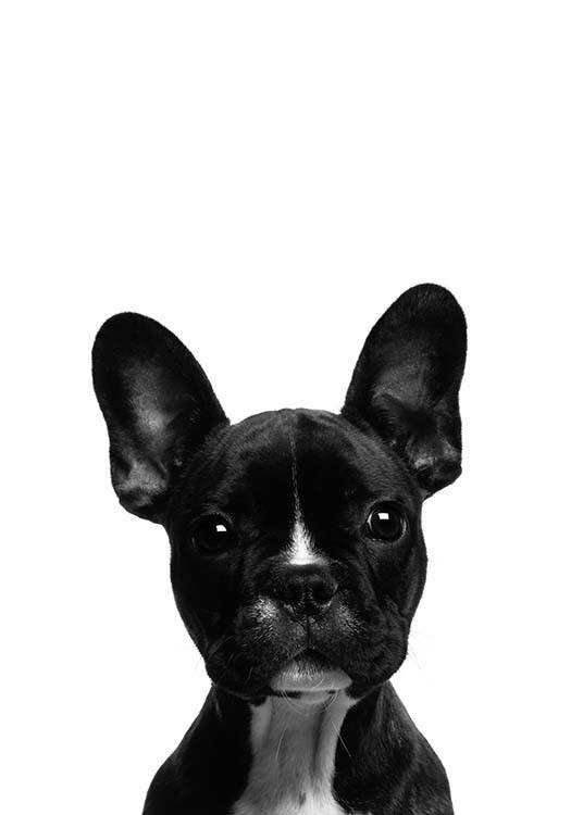 Frenchie Poster / Kids posters at Desenio AB (2570)