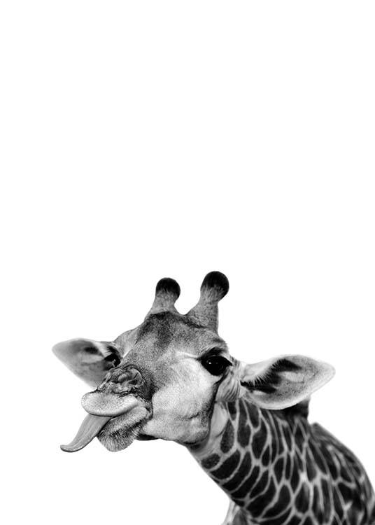 – Photograph in black and white of a goofy giraffe sticking its tongue out