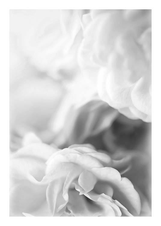 Dusty Rose B&W Poster / Black & white at Desenio AB (2641)