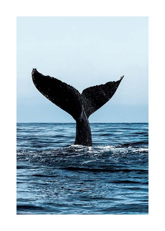 Humpback Tale Poster / Photography at Desenio AB (2729)