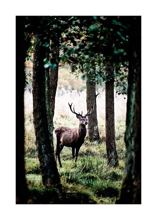 Stag In Forest Poster / Nature at Desenio AB (2743)