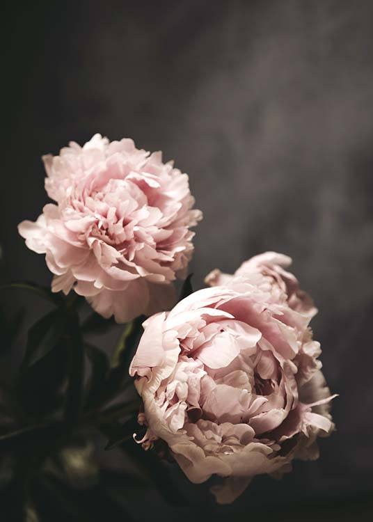 – Photograph of two large peonies in pink against a background in dark grey