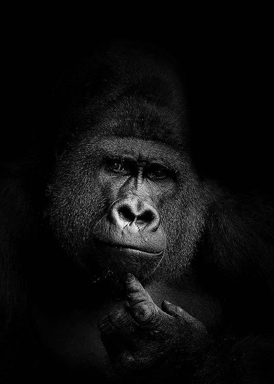 Gorilla B&W Poster / Black & white at Desenio AB (2910)