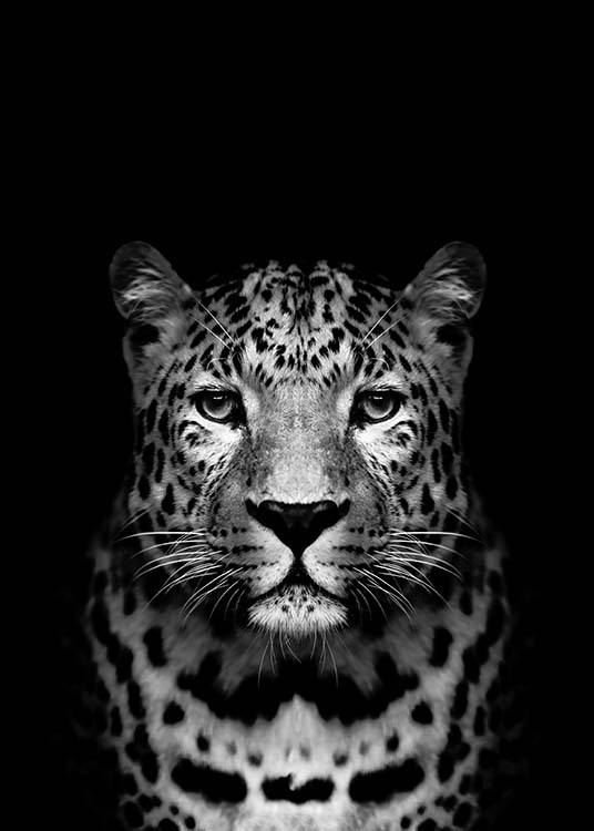 Leopard B&W Poster / Black & white at Desenio AB (2912)
