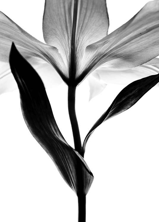 Lily Monochrome Two Poster