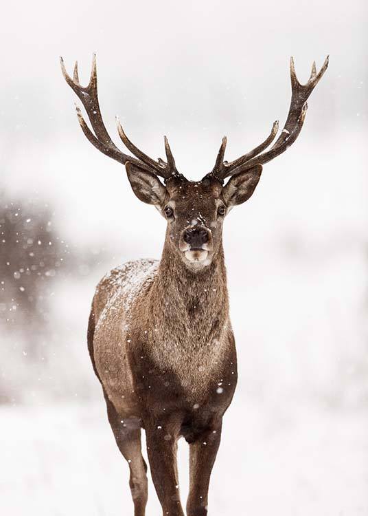  – Photograph of a deer surrounded by snow and a winter landscape