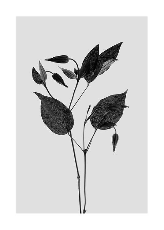 Clematic Flower Grey Poster / Black & white at Desenio AB (3110)