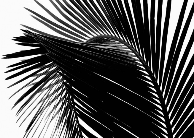 Black Palm Leaf One Poster / Photography at Desenio AB (3277)