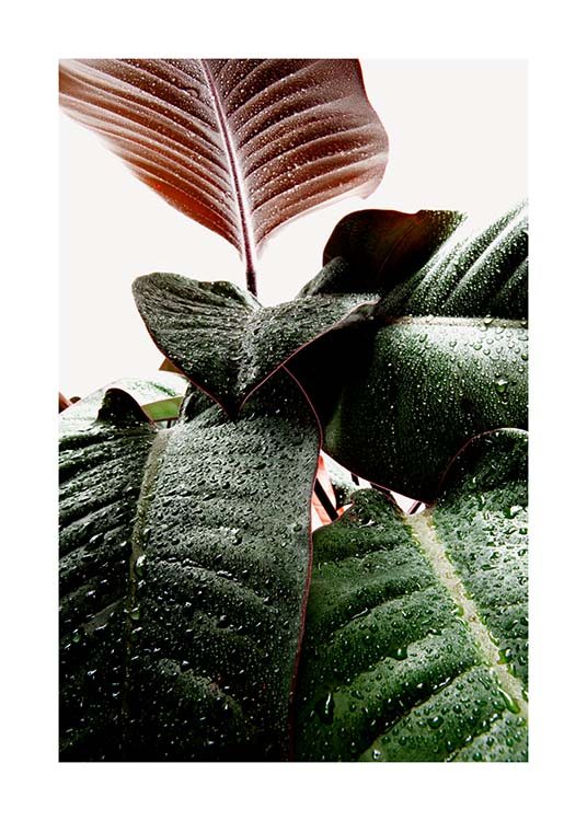 Wet Rubber Leaf One Poster / Photography at Desenio AB (3335)