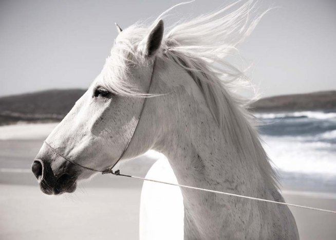 White Horse On Beach Poster / Photography at Desenio AB (3547)