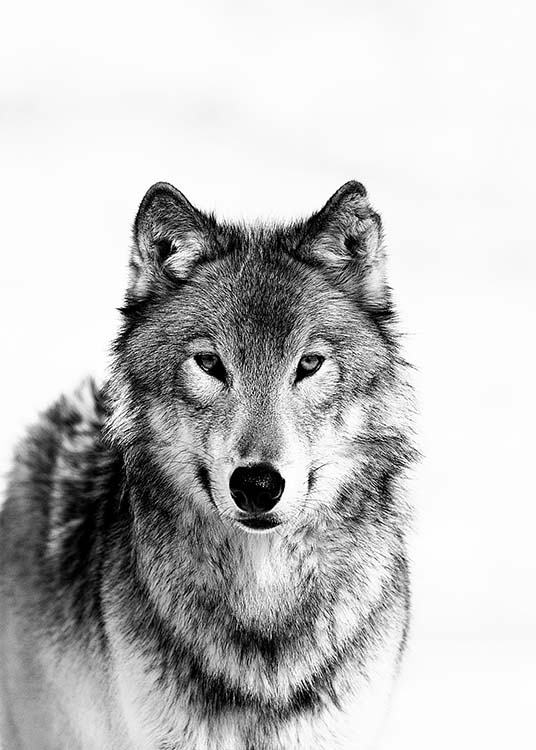 Wolf B&W Poster / Black & white at Desenio AB (3548)