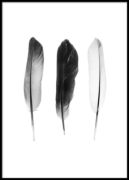 Super Black And White Feathers Poster WV-54