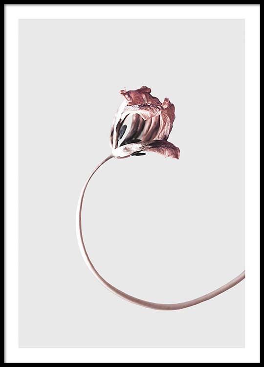 simple elegance poster simple elegance by