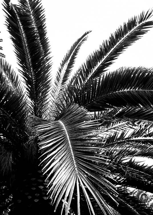 Palm Tree Crown Poster / Black & white at Desenio AB (3774)