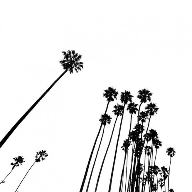 Venice Beach Palm Trees No2 Poster / Black & white at Desenio AB (3777)