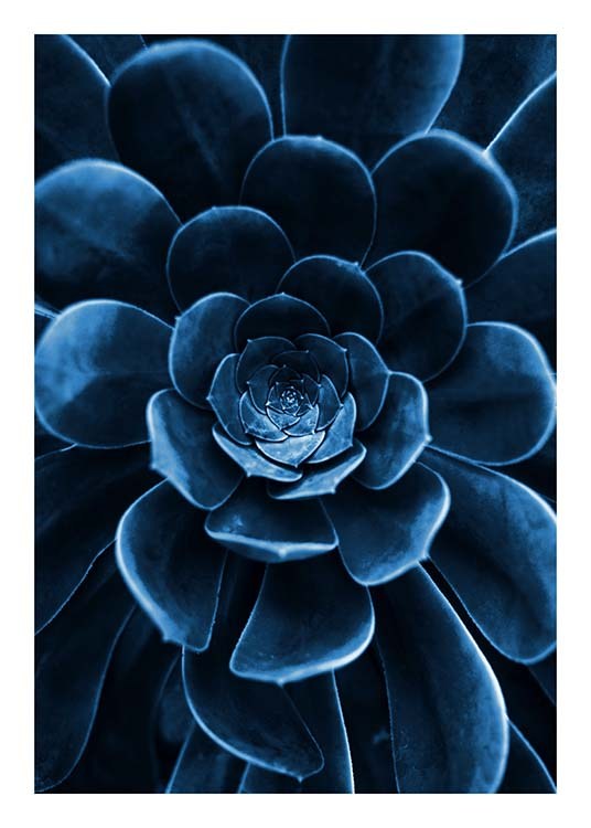  – Photograph of a succulent in dark blue with focus on the leaves in the middle