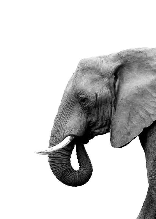 Elephant From Side Poster / Black & white at Desenio AB (3893)
